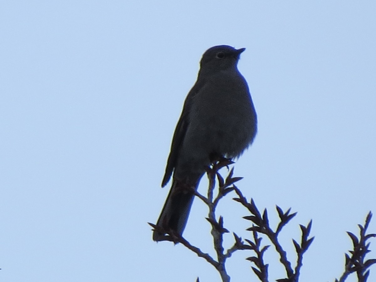 Townsend's Solitaire - ML140798841