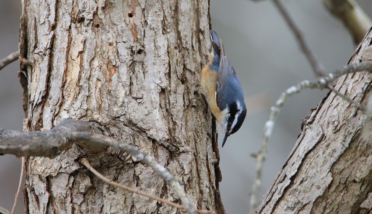 Red-breasted Nuthatch - Jeff Holmes