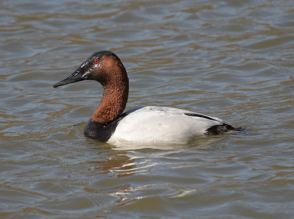 Canvasback - Kelsey Wellons