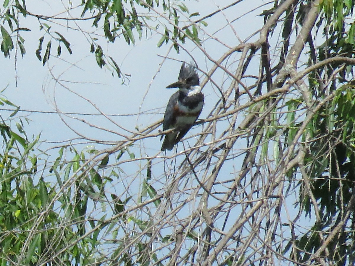 Belted Kingfisher - ML140803261
