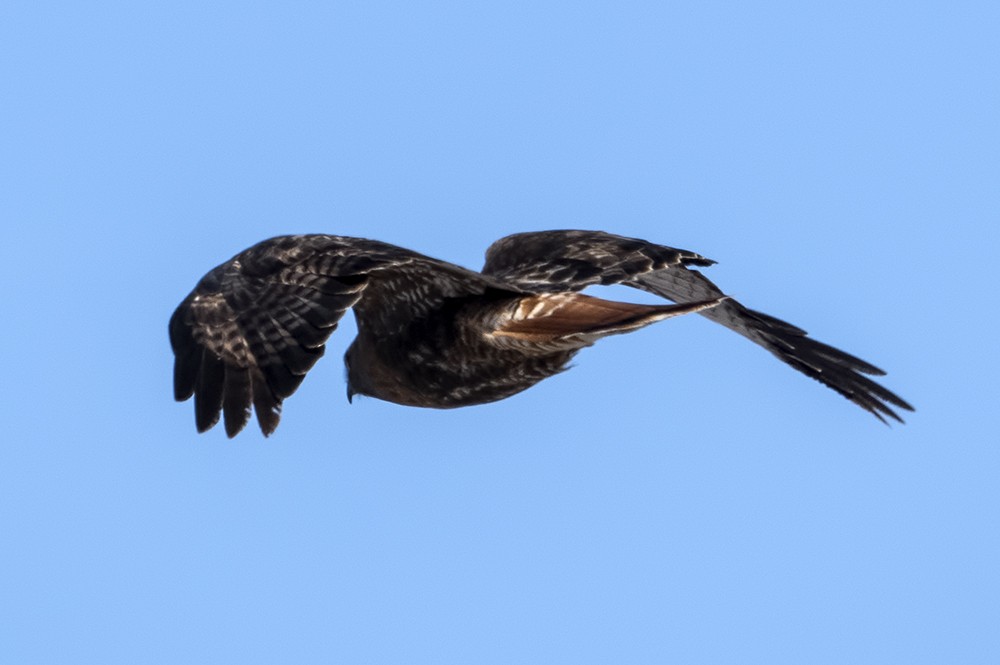 Red-tailed Hawk (calurus/abieticola) - Dave Rintoul