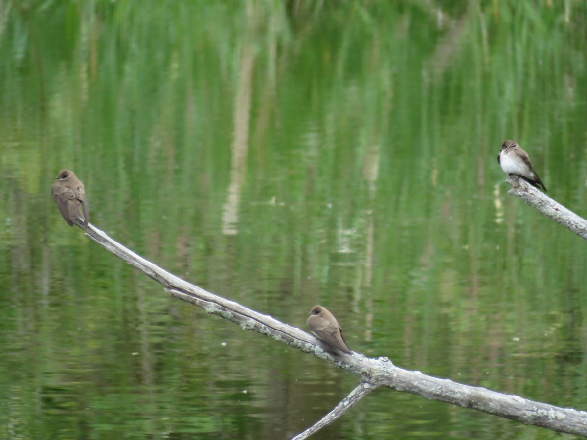 Northern Rough-winged Swallow - ML140804771
