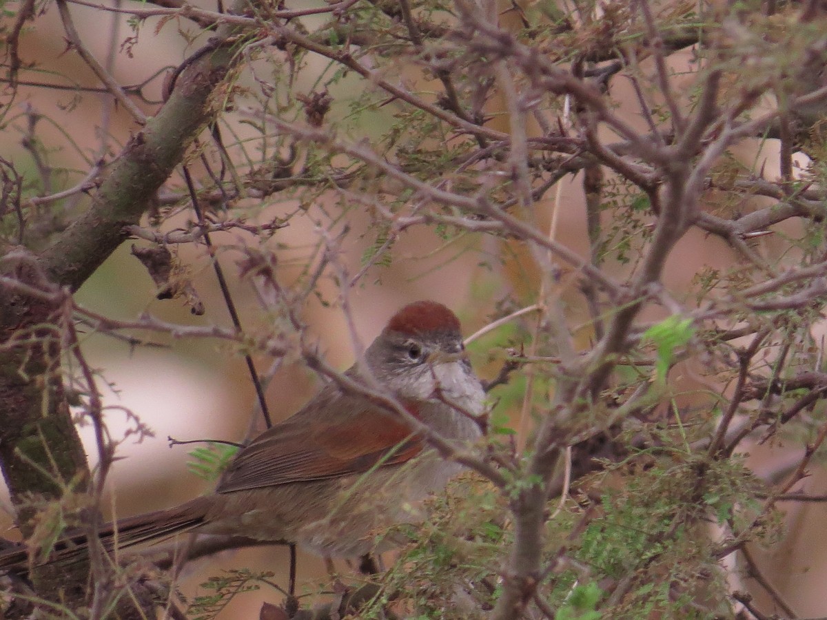 Sooty-fronted Spinetail - Ricardo Battistino