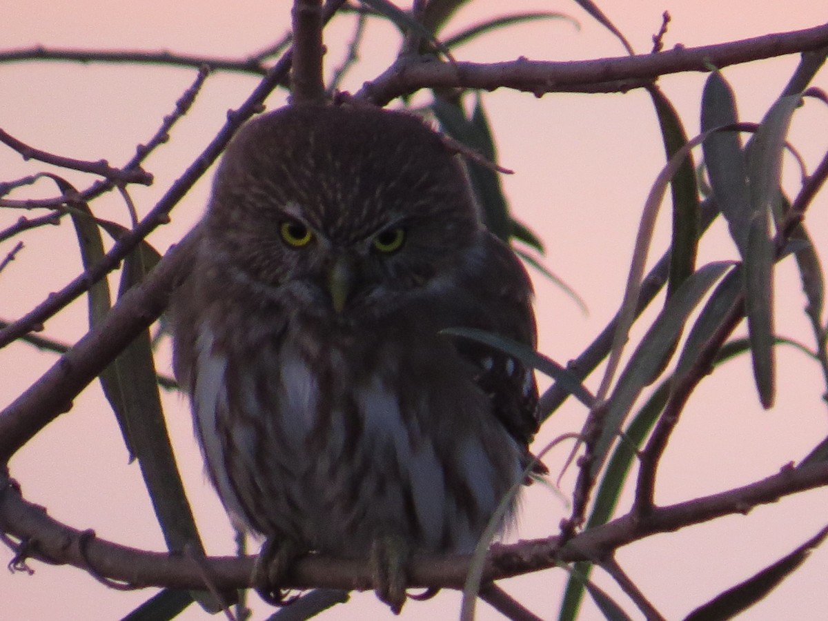 Ferruginous Pygmy-Owl - Ricardo Battistino