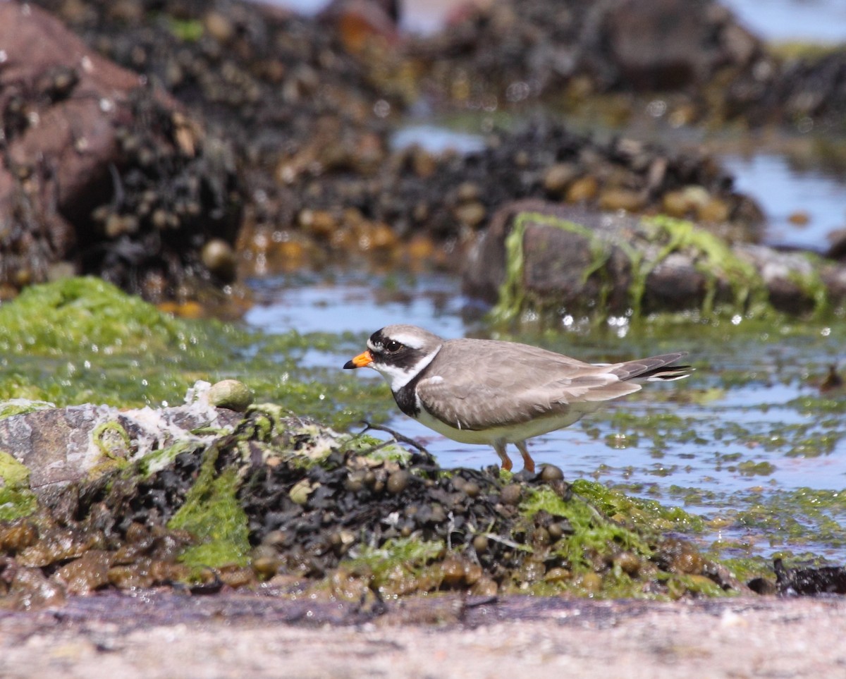 Common Ringed Plover - ML140808271