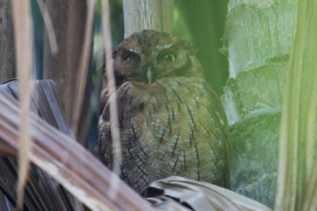 Tropical Screech-Owl - Francisco J. Ordonez M.