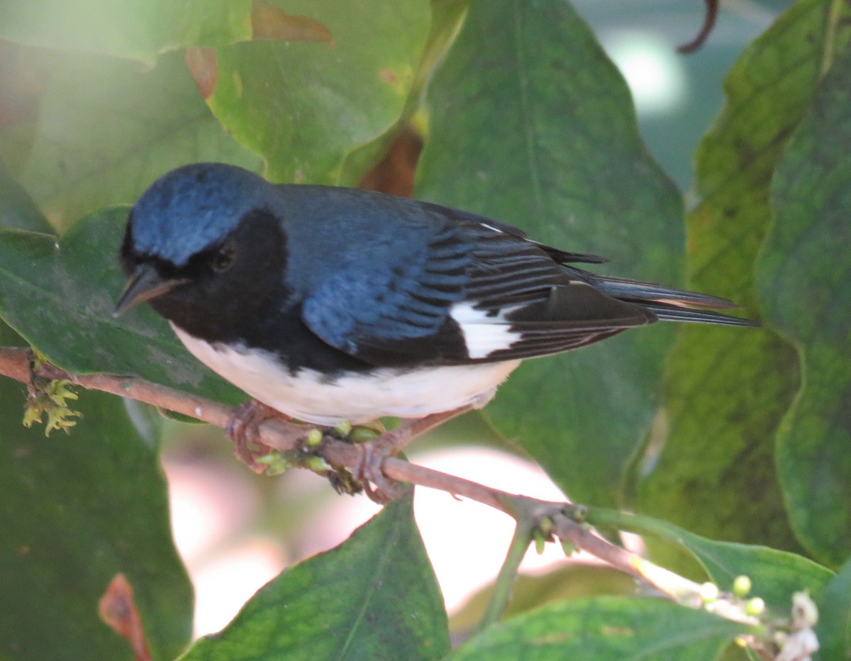 Black-throated Blue Warbler - Jean Boulva