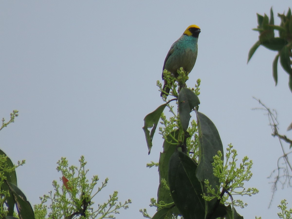 Saffron-crowned Tanager - ML140810981