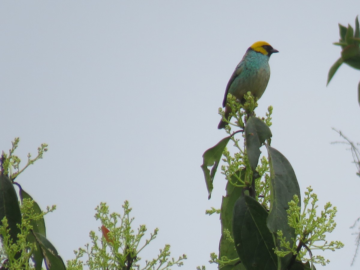 Saffron-crowned Tanager - ML140811051
