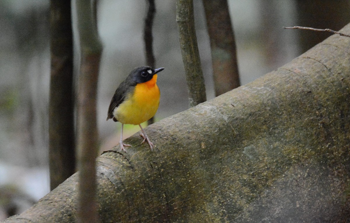 Yellow-breasted Forest Robin - ML140812181
