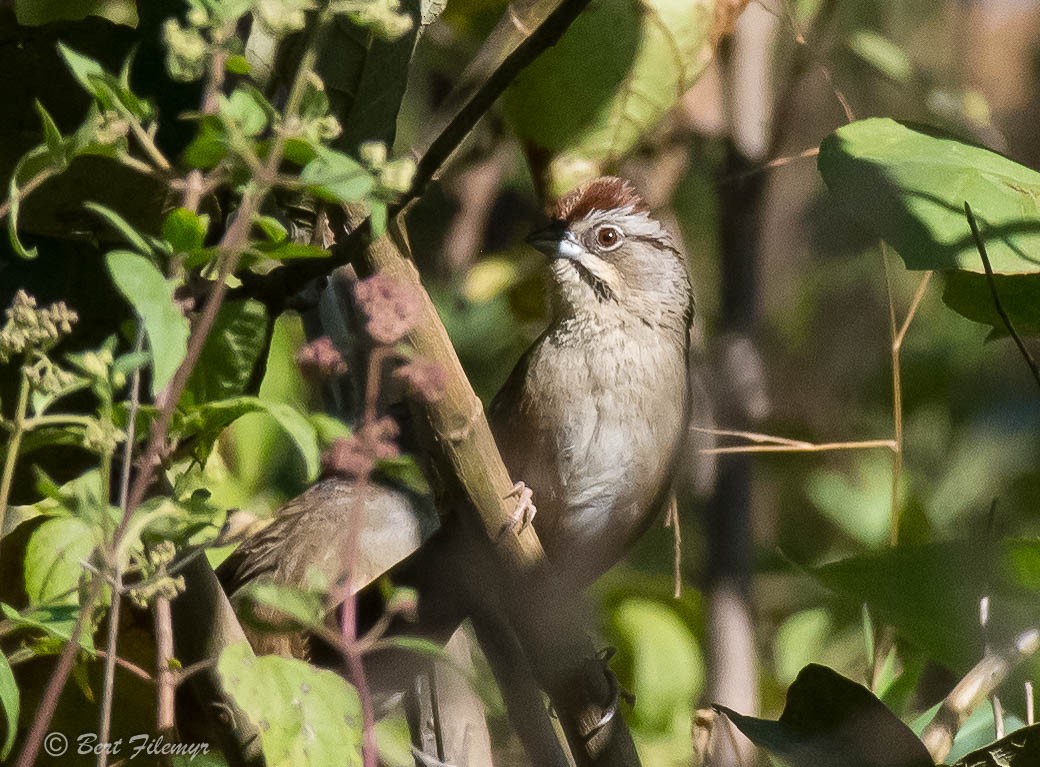 Rusty Sparrow - Bert Filemyr