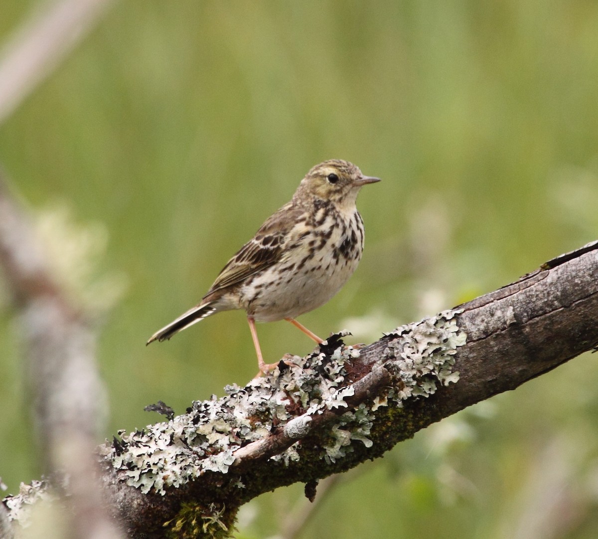Meadow Pipit - Andrew Steele