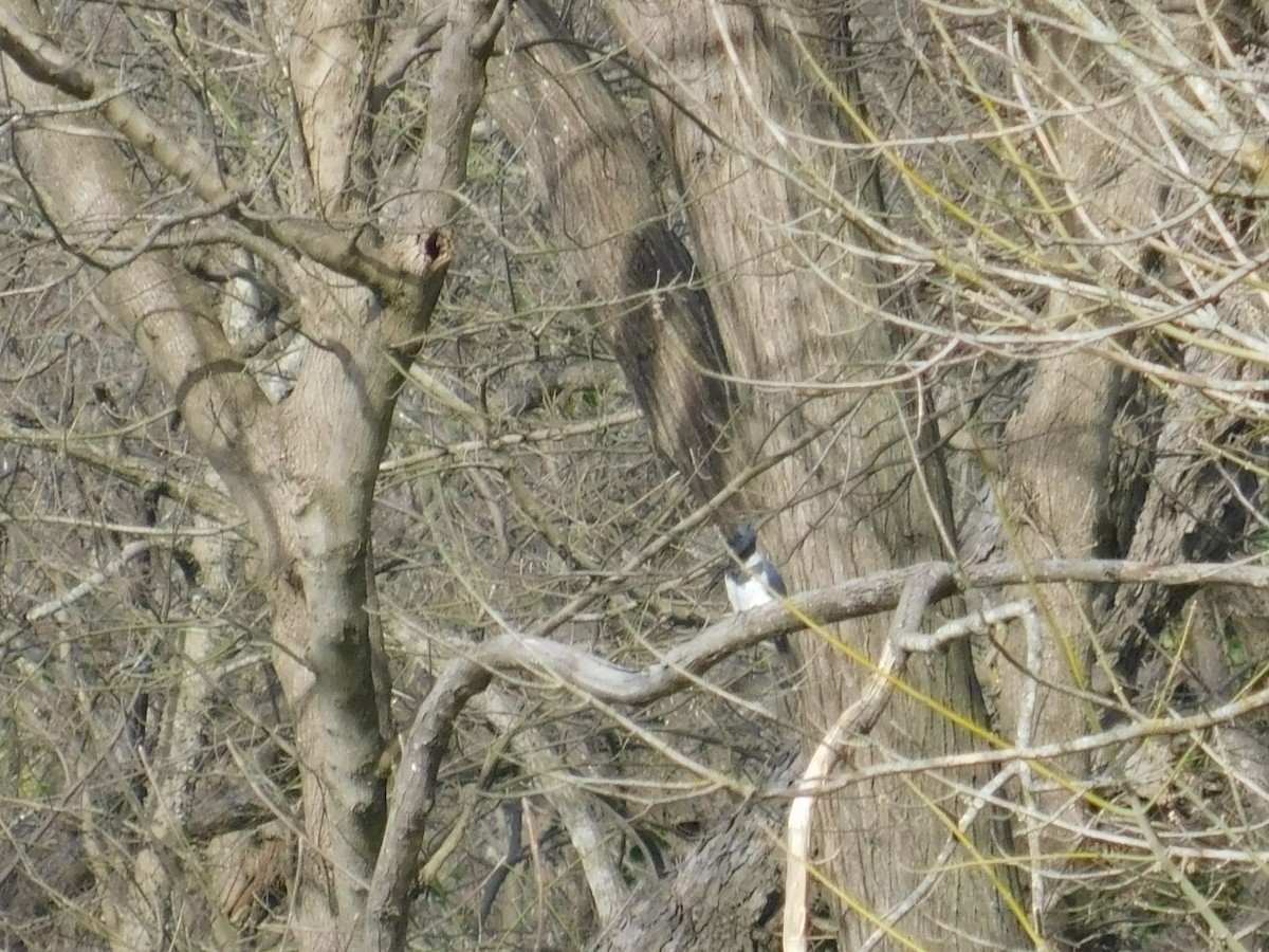 Belted Kingfisher - ML140813801
