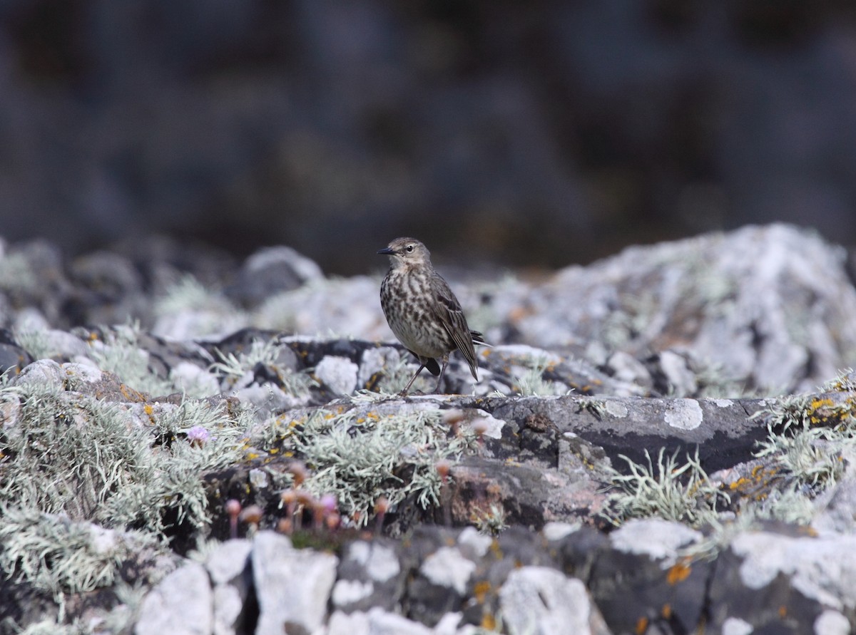 Rock Pipit - Andrew Steele
