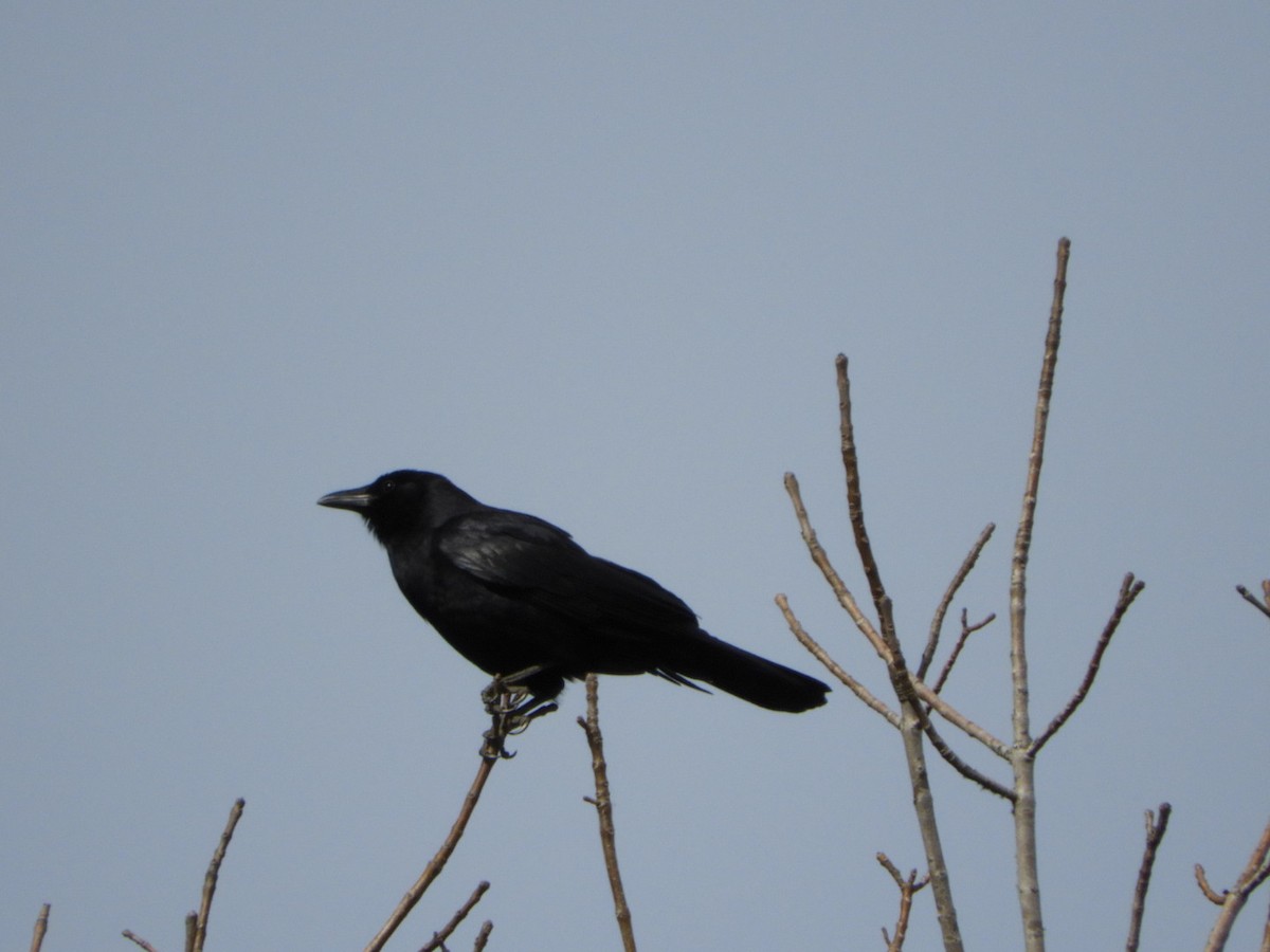 Fish Crow - Wayne Covington