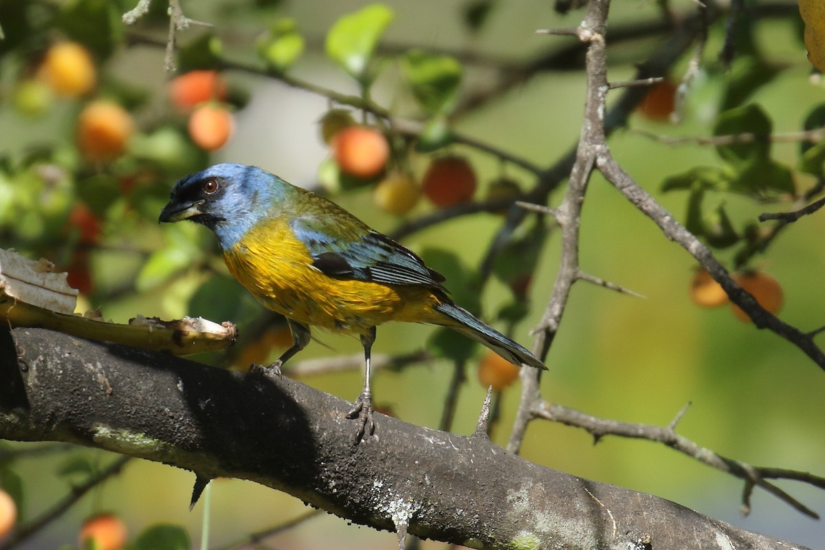 Blue-and-yellow Tanager - ML140816011