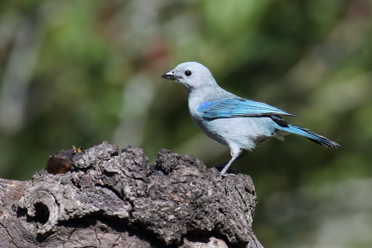 Blue-gray Tanager - ML140816031