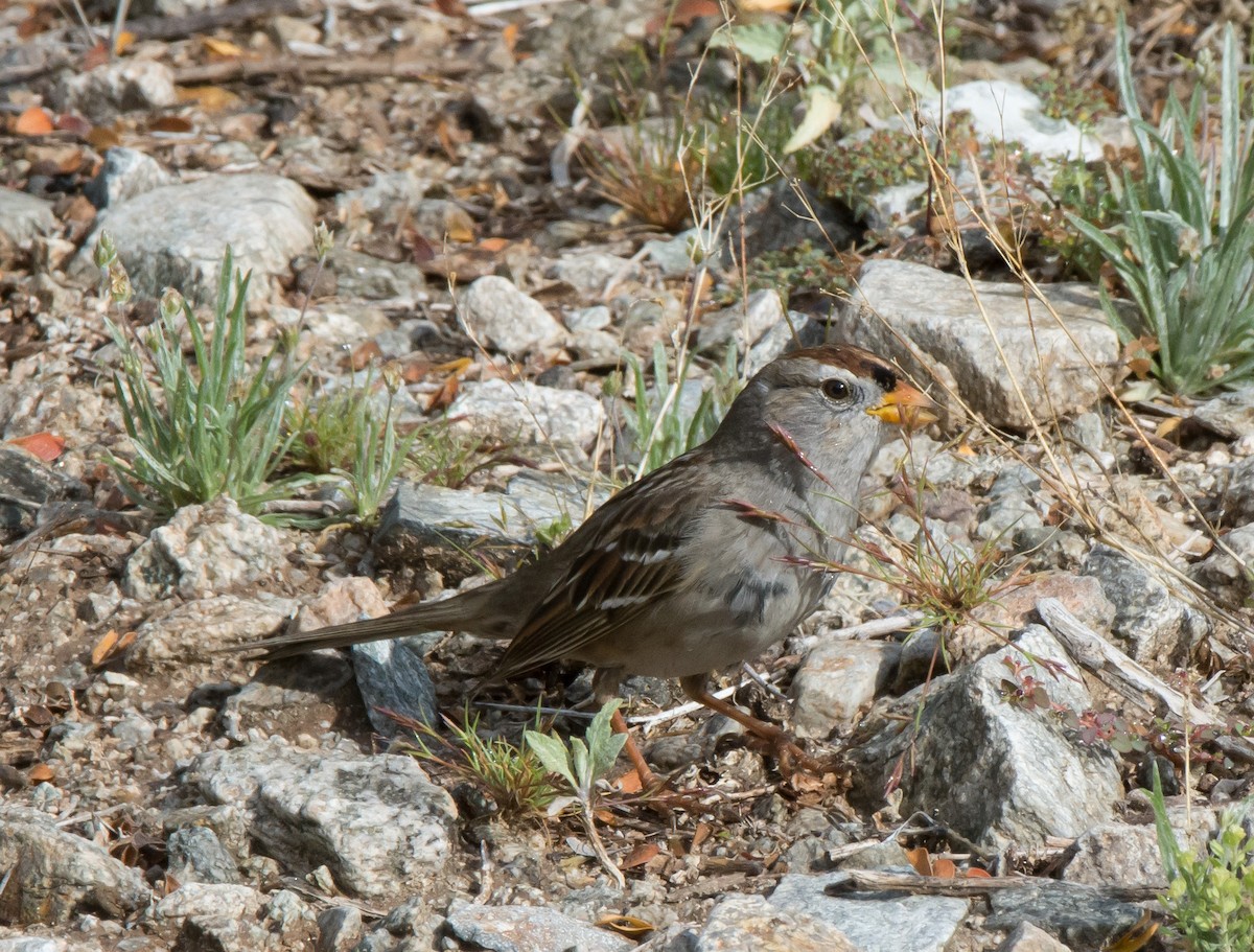 White-crowned Sparrow (Gambel's) - ML140816151