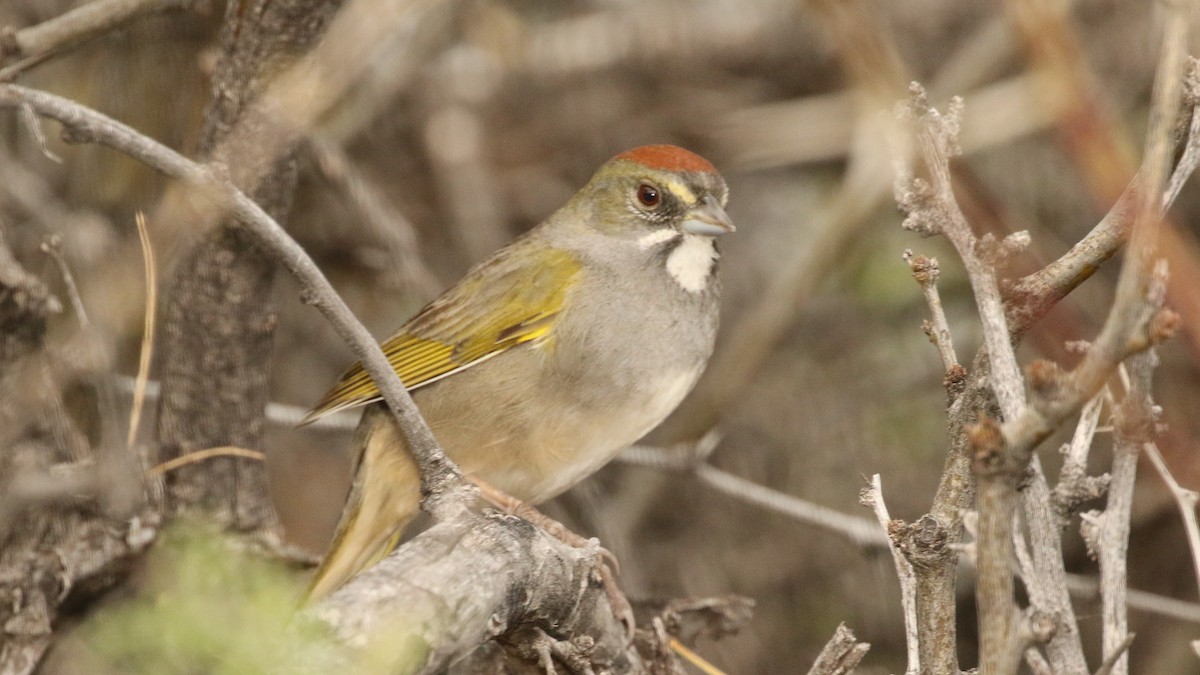 Green-tailed Towhee - Curtis McCamy