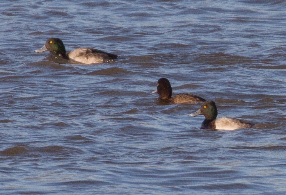 Greater Scaup - ML140818661