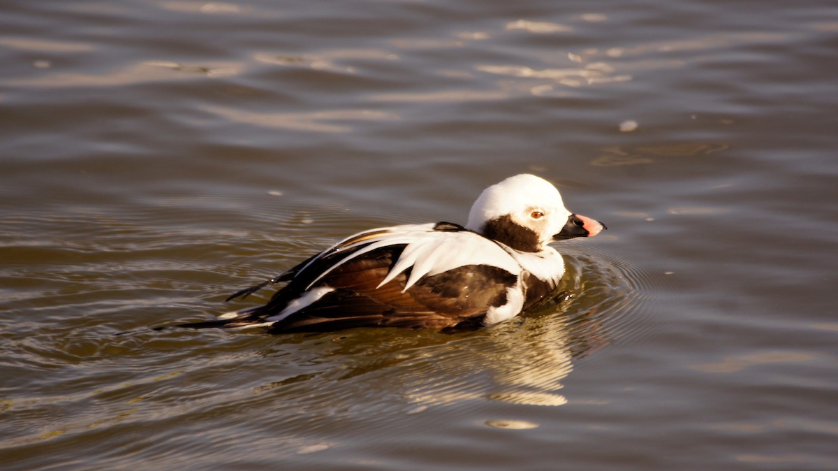 Long-tailed Duck - Maxwell Ramey
