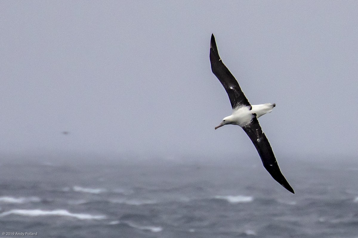 Southern Royal Albatross - Andy Pollard / Falklands Nature