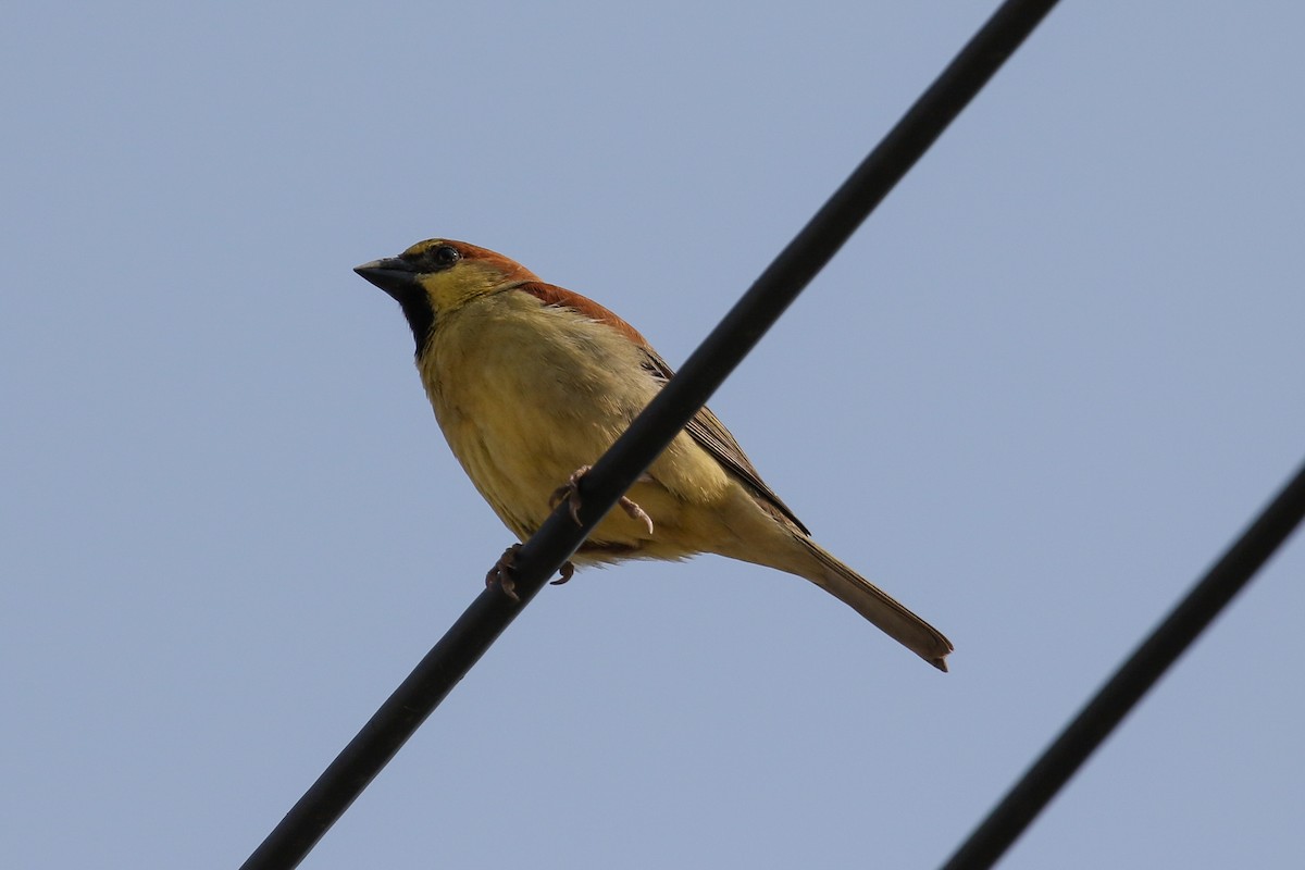 Plain-backed Sparrow - Blair Dudeck
