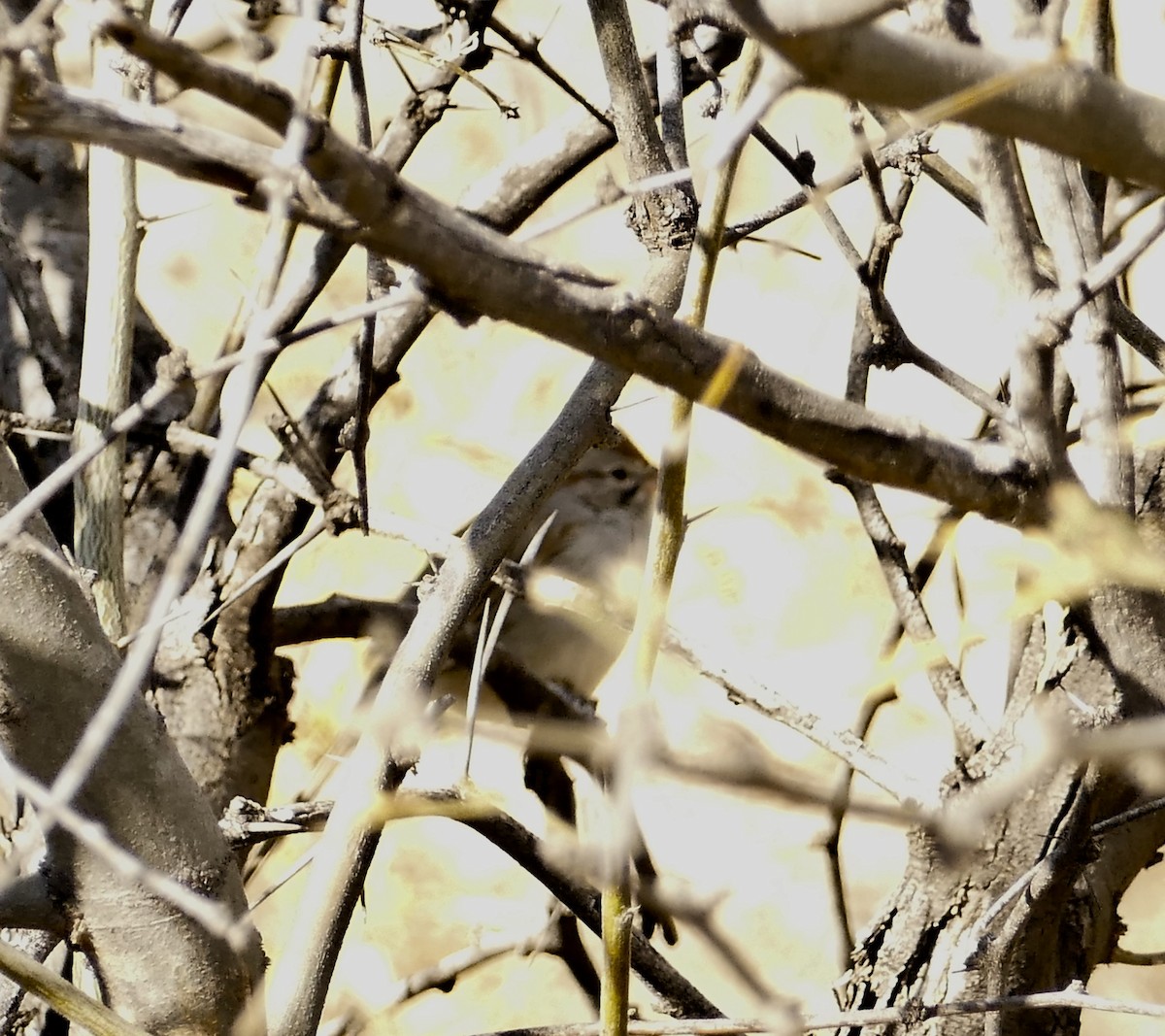 Rufous-winged Sparrow - Jon (JC) Curd