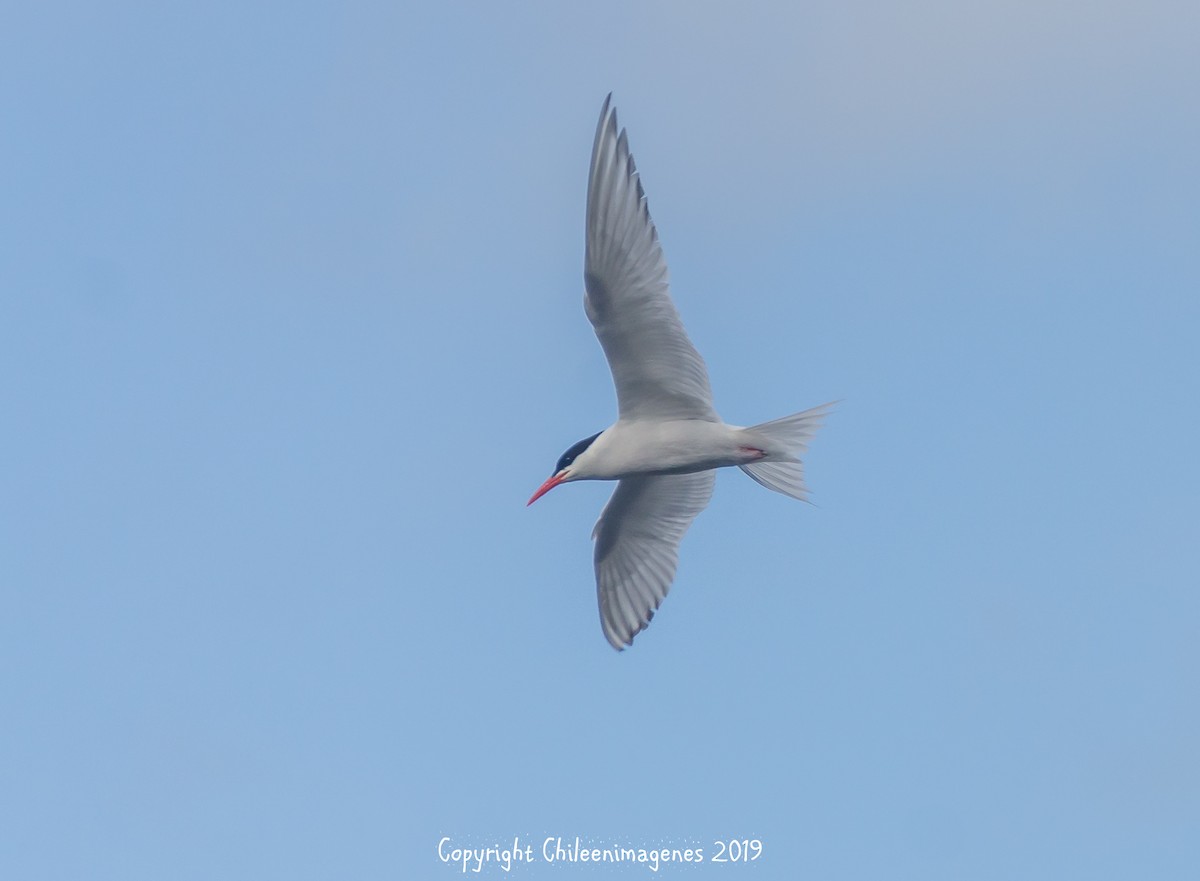 South American Tern - Christian  Araos