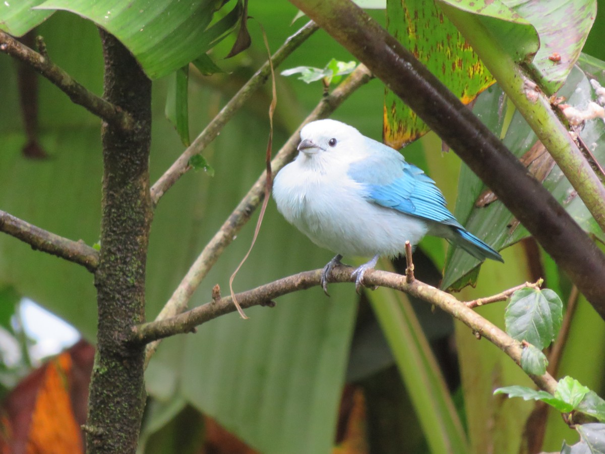 Blue-gray Tanager - ML140826151