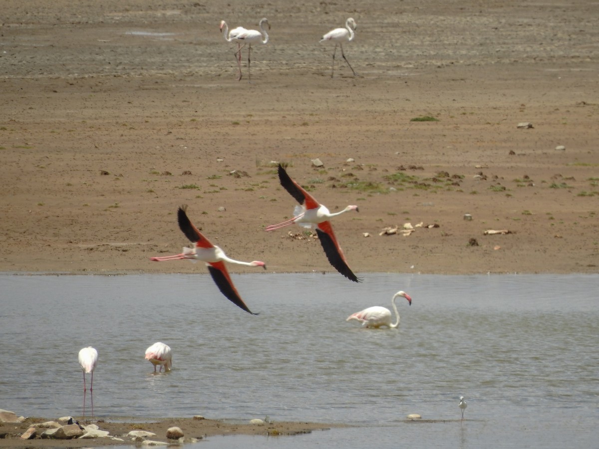 Greater Flamingo - Samuel Burckhardt