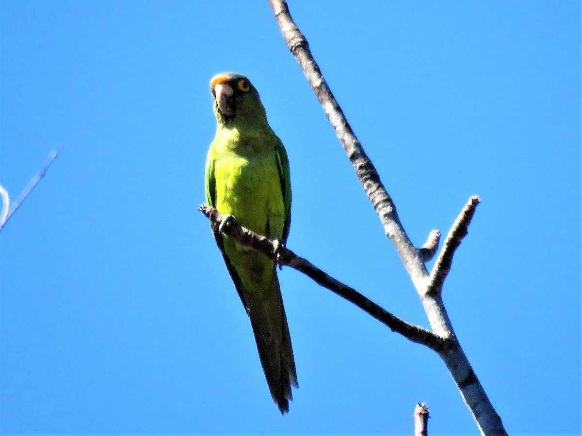 Orange-fronted Parakeet - Gord Dubois