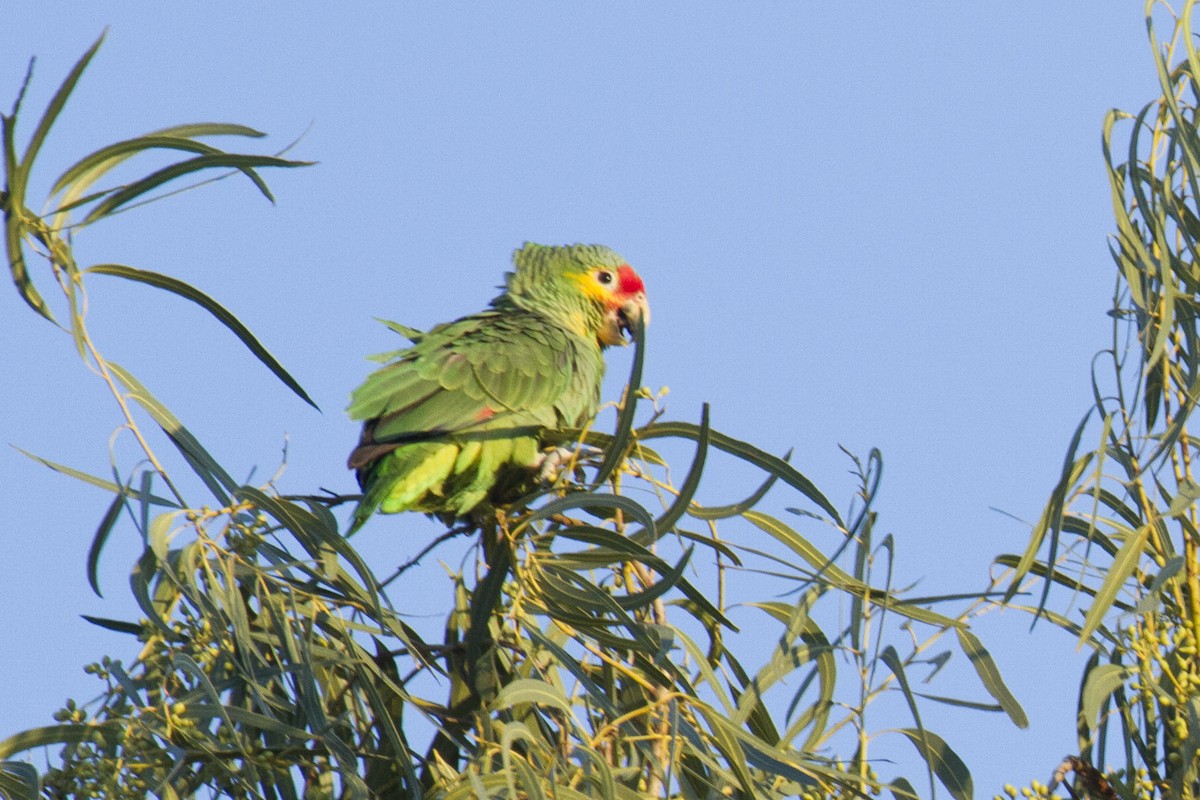 Red-lored Parrot - Liam Wolff