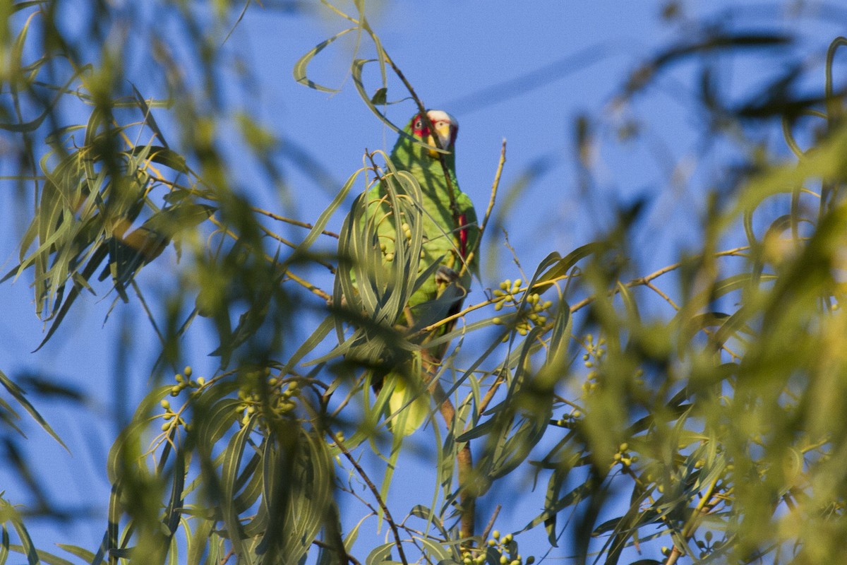 White-fronted Parrot - ML140830531