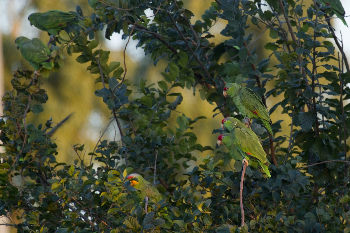Red-crowned Parrot - ML140830651