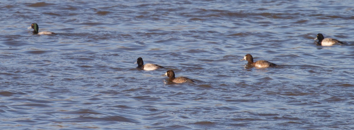 Greater Scaup - ML140831071