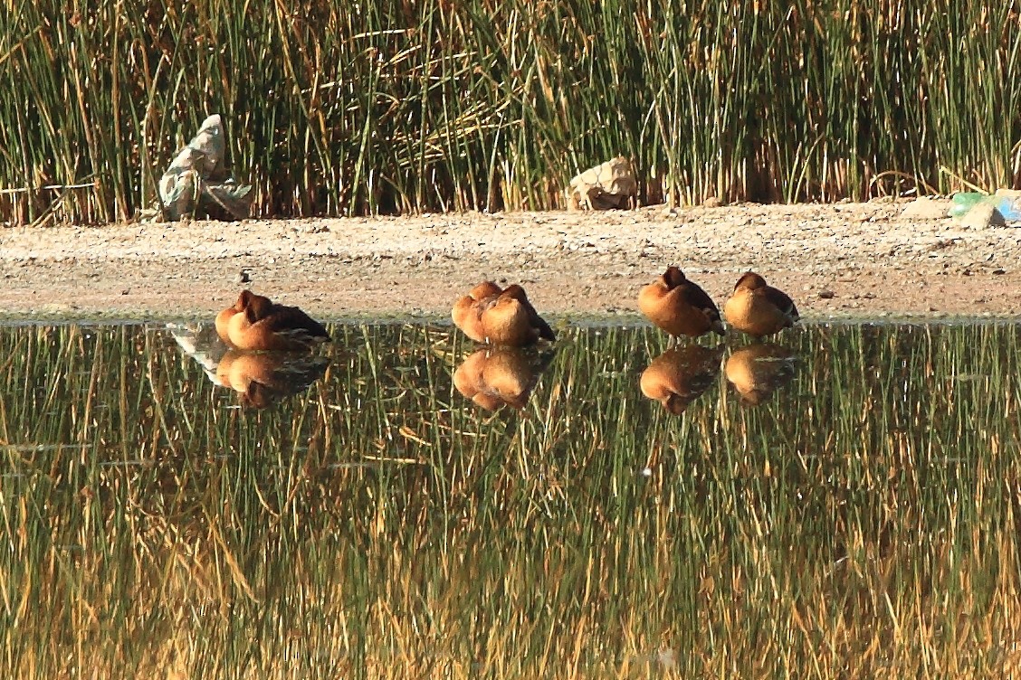 Fulvous Whistling-Duck - ML140831521
