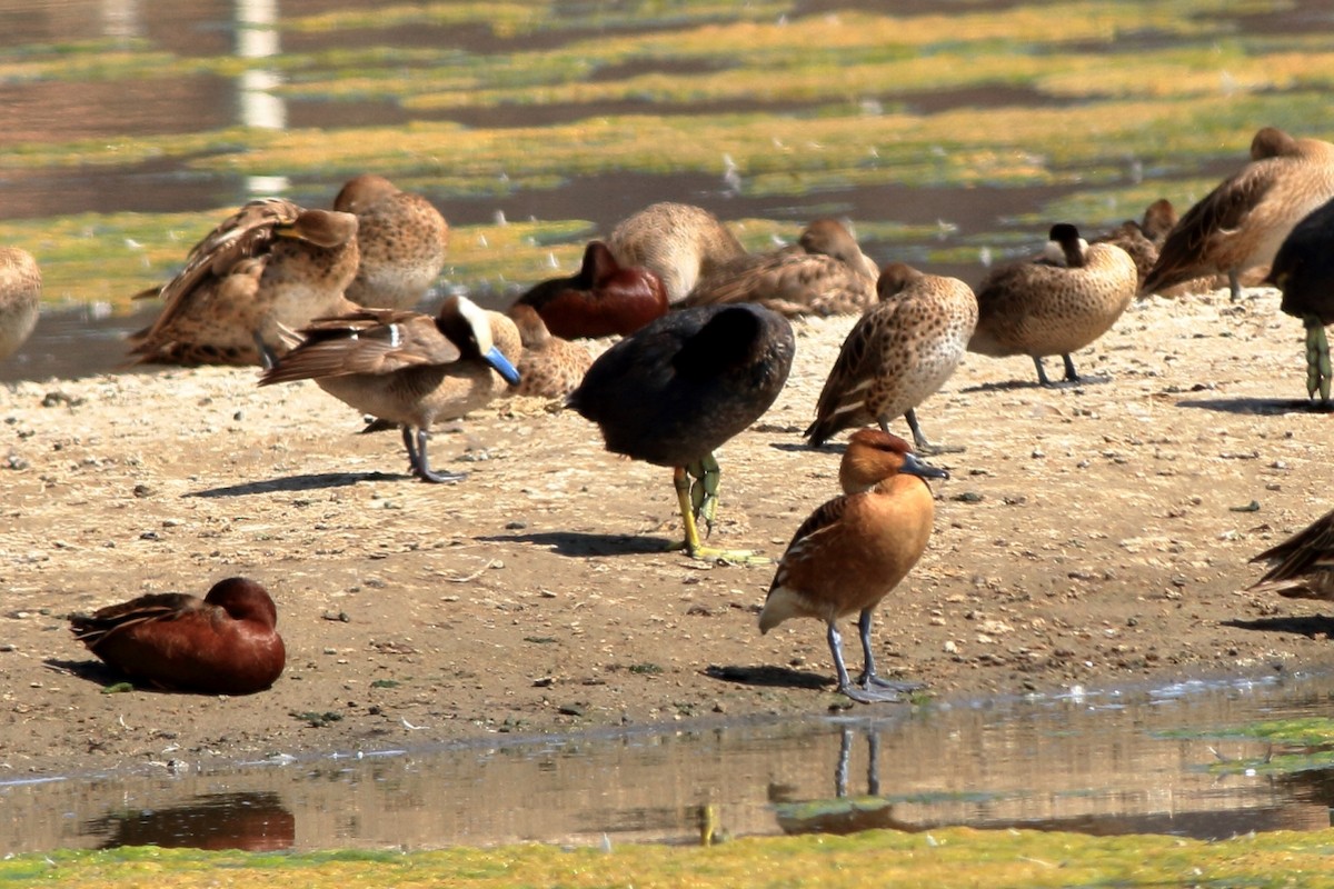 Fulvous Whistling-Duck - ML140831841
