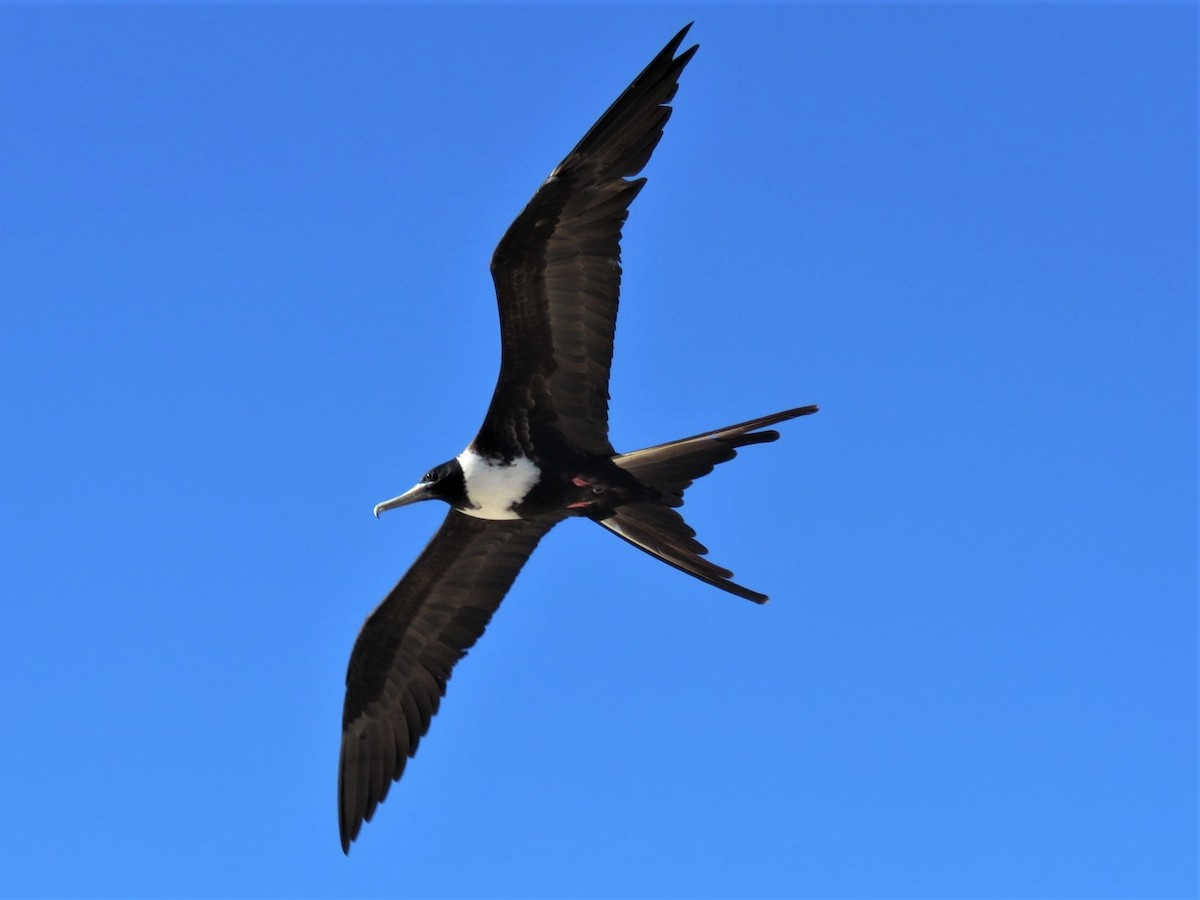 Magnificent Frigatebird - Gord Dubois