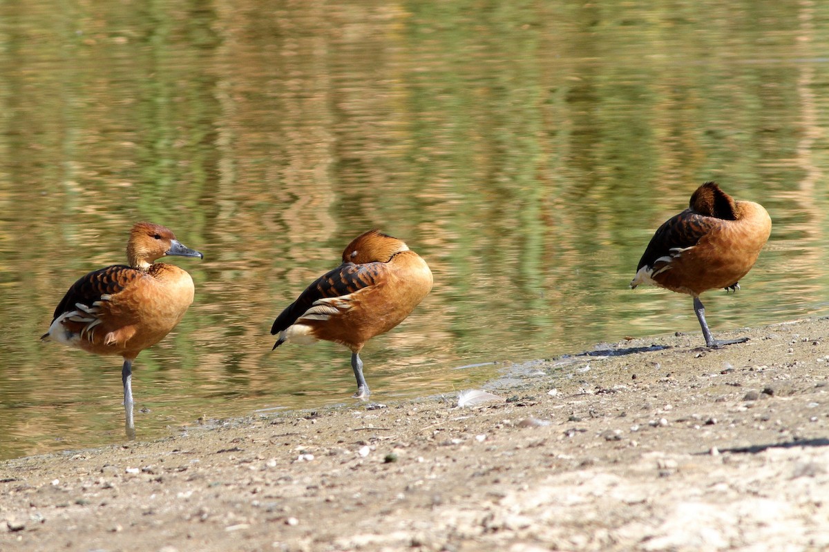 Fulvous Whistling-Duck - ML140832101