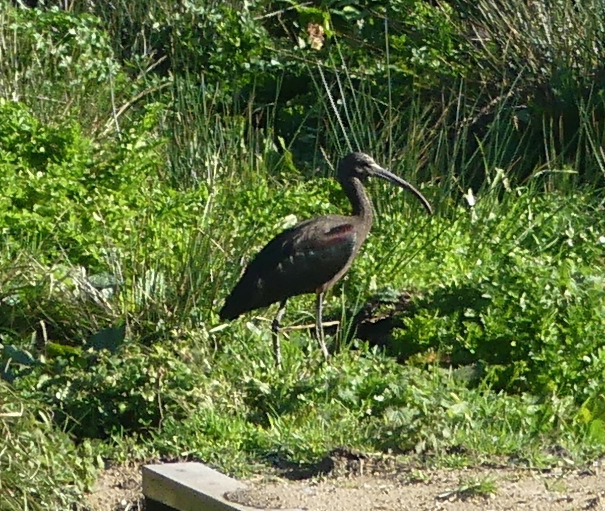 Glossy Ibis - Toby Phelps