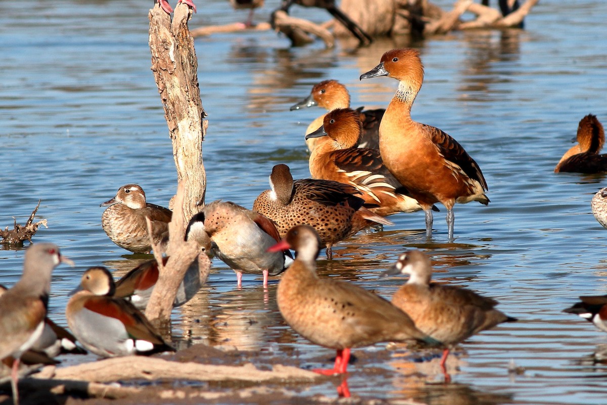 Fulvous Whistling-Duck - ML140832521