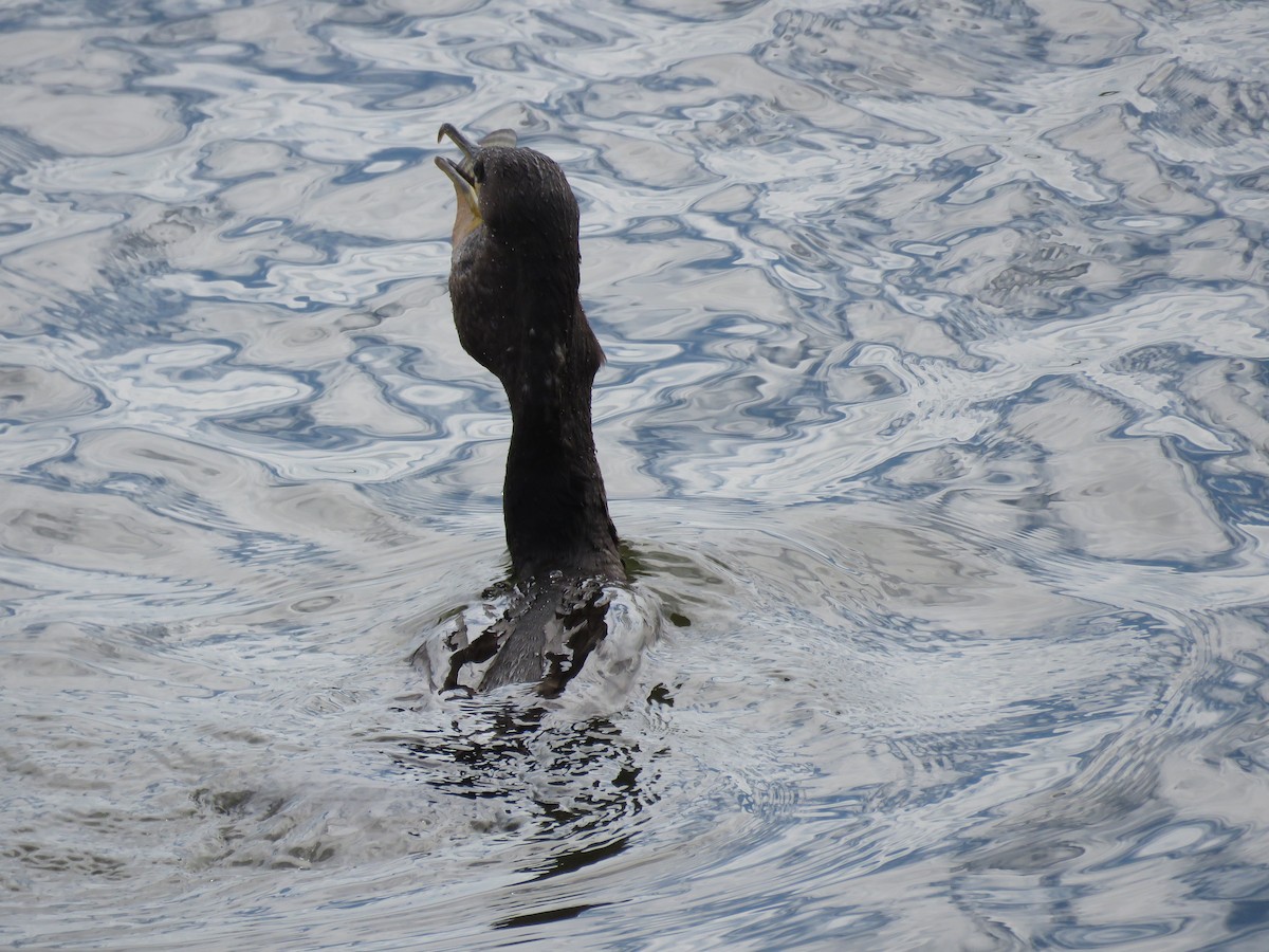 Double-crested Cormorant - Cheryl Ring