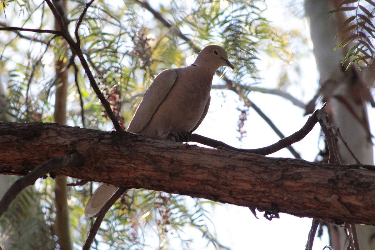 Eurasian Collared-Dove - Giselle Gayosso