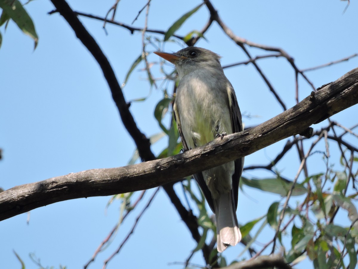 Greater Pewee - ML140837181