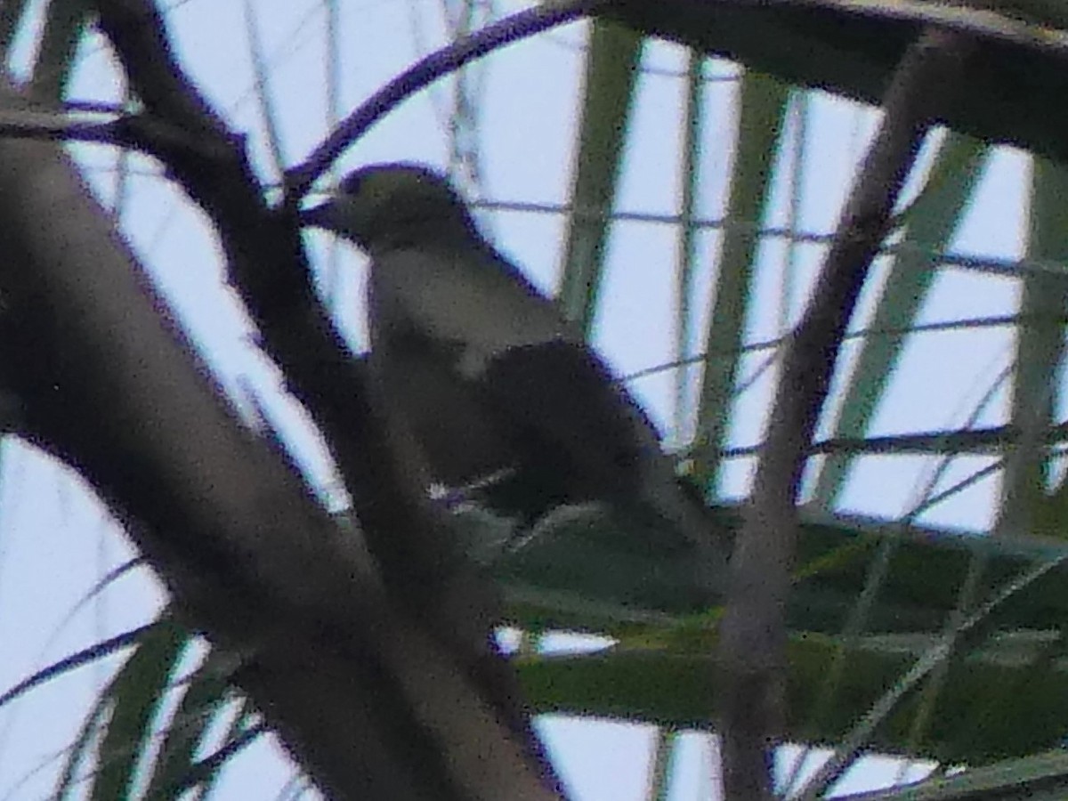 Palm Tanager - ML140837401