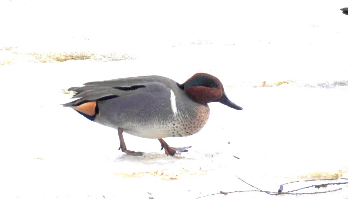 Green-winged Teal - Candy Giles