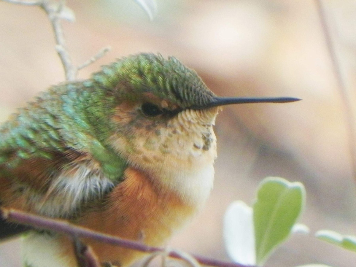Rufous Hummingbird - ML140838191