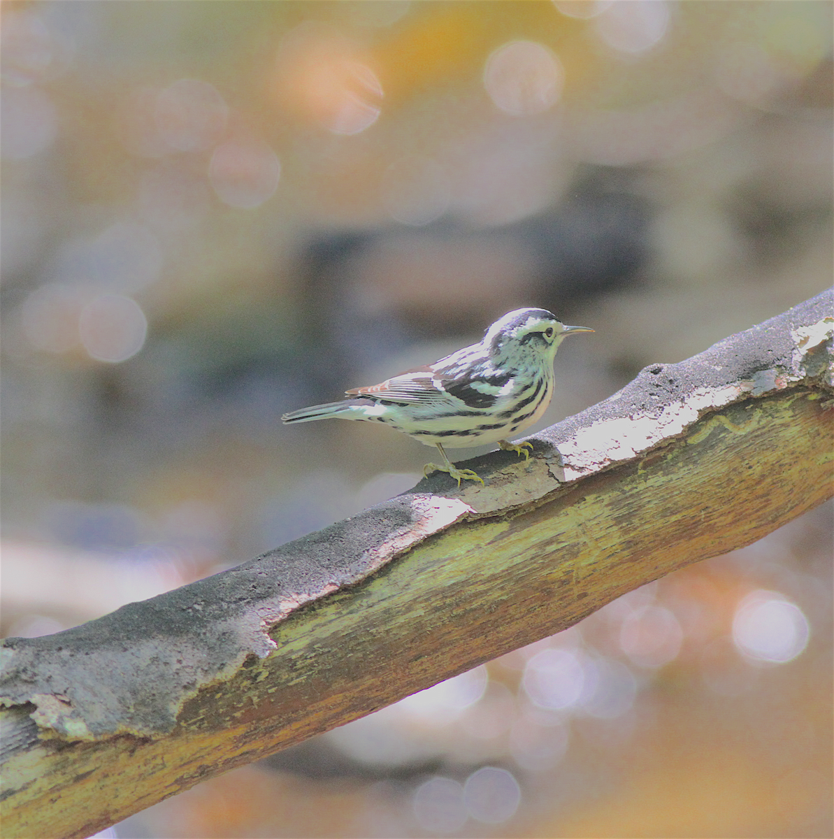 Black-and-white Warbler - ML140838811
