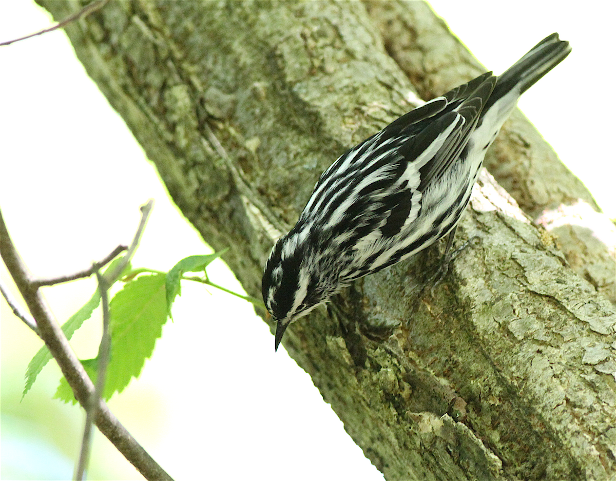 Black-and-white Warbler - ML140838861